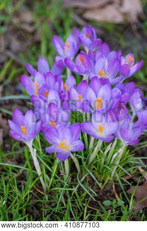 First Spring Flowers, Blossom Of Purple Crocusses