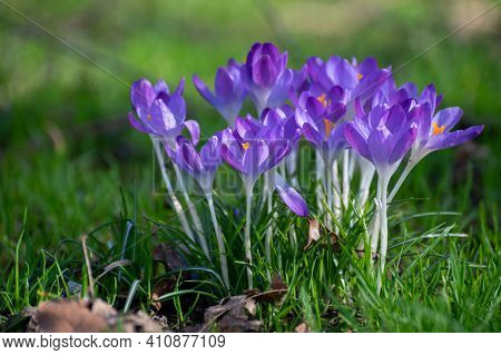 First Spring Flowers, Blossom Of Purple Crocusses
