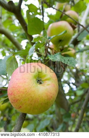 Closeup Of Bramley Cooking Apple Growing In A Tree In Uk