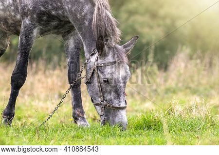 Beautiful Gray Horse Grazing In Summer Field. Green Pasture With Feeding Farm Stallion.