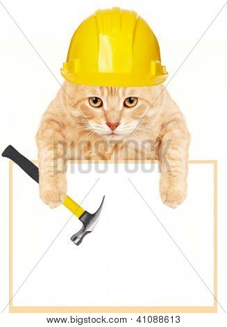 Ginger Cat na białym tle nad białym tle. Portret zwierzę.