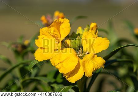 Wallflower (erysimum Cheiri)
