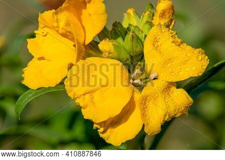 Wallflower (erysimum Cheiri)