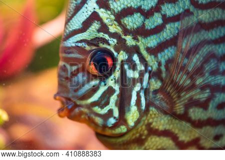 Discus Symphysodon, Freshwater Fish Native To The Amazon River, In Fishtank. Closeup Of Details.