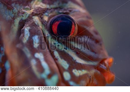 Discus Symphysodon, Freshwater Fish Native To The Amazon River, In Fishtank. Closeup Of Details.
