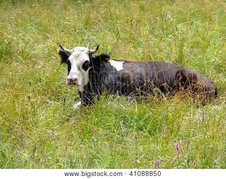 Vacas