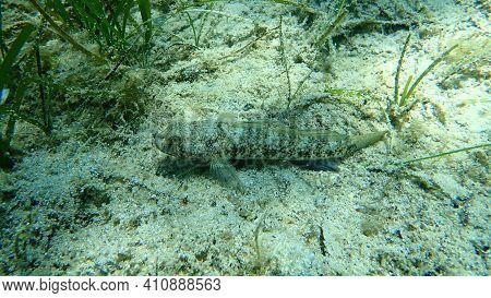 Black Goby (gobius Niger) Undersea, Aegean Sea, Greece, Halkidiki