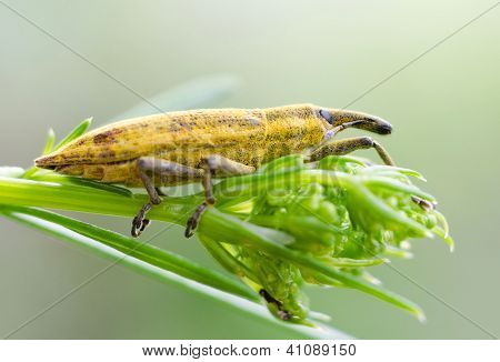 Žlutá Weevil brouk (Nosatcovití Curculionidae)