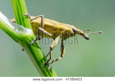 Žluté brouk nosatec (Nosatcovití curculionidae)