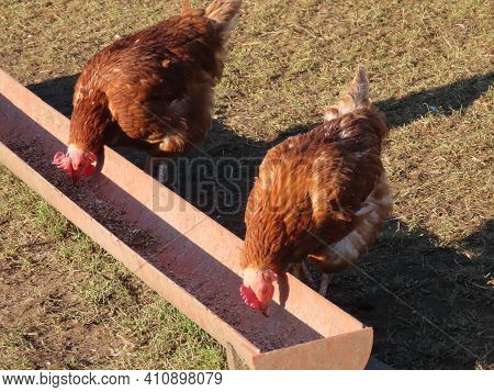 Free Range Brown Laying Hens In Green Grass Walking And Feeding