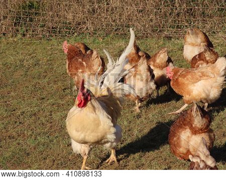 Free Range Brown Laying Hens And White Rooster In Green Grass Walking And Feeding