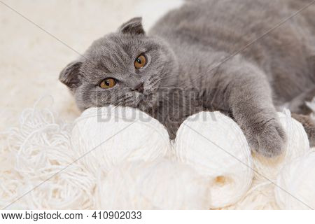 A Lop-eared Scottish Cat Plays With Balls Of Yarn. An Animal On A White Background. Fun For Pets