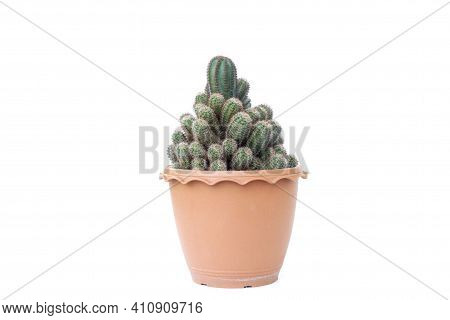Mammillaria Elongata Cactus In Pot Isolated On White Background.