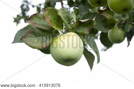Green Apple On The Branch Isolated. Apple-tree Disease. Anthracnose On The Leaves. Agricultural Prob