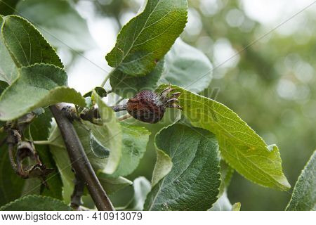 Diseases Of The Apple Tree. Apple Ovary Dead On The Branch. Anthracnose On The Leaves. Agricultural 