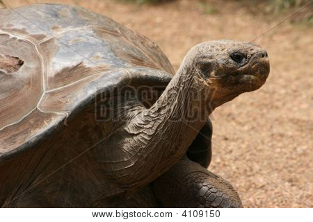 The Gala¡Pagos Tortoise