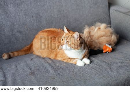 A Ginger Red Cat On A Gray Couch Next To A Pile Of His Fur After Combing Out With A Furminator. Seas