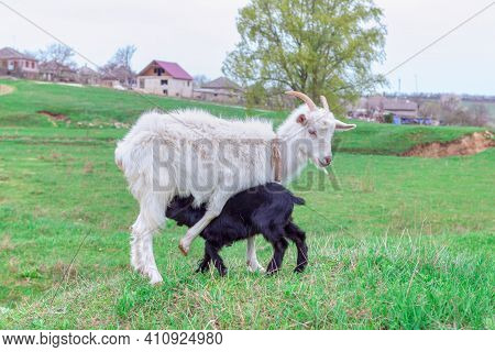 Goat Mother Breastfeeding A Lamb . Mother And Baby Domestic Animals