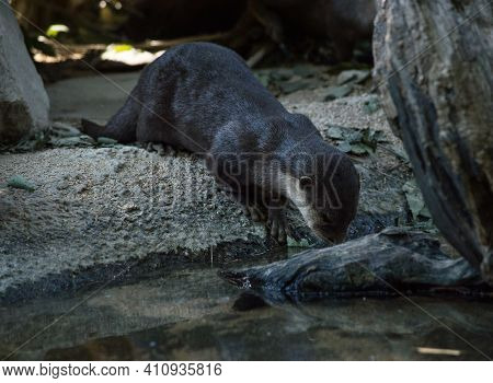 The Canadian Otter Hiding In Its Den