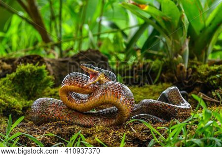 Puffing Snake - Phrynonax Poecilonotus Is A Species Of Nonvenomous Snake In The Family Colubridae. T