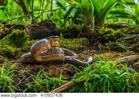 Puffing Snake - Phrynonax Poecilonotus Is A Species Of Nonvenomous Snake In The Family Colubridae. T