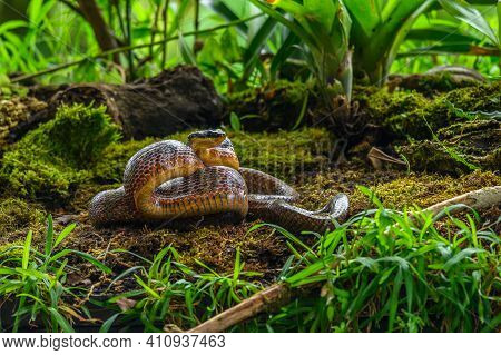 Puffing Snake - Phrynonax Poecilonotus Is A Species Of Nonvenomous Snake In The Family Colubridae. T