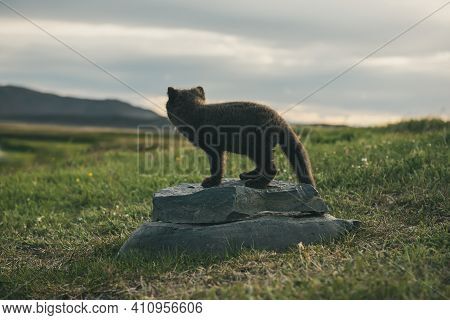 Beautiful Wild Animal In The Grass. Arctic Fox Cub, Vulpes Lagopus, Cute Animal In The Nature Habita