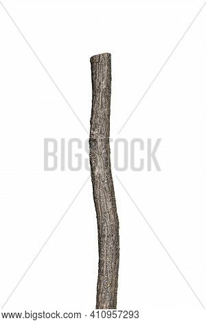 Tree Trunk Isolated On White Background