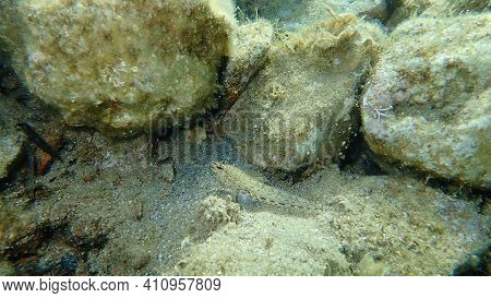 Slender Goby (gobius Geniporus) Undersea, Aegean Sea, Greece, Cape Sounio