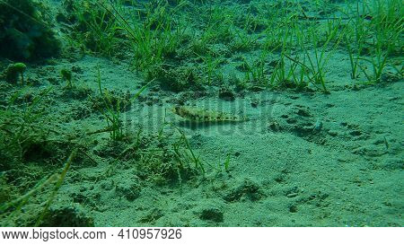 Slender Goby (gobius Geniporus) Undersea, Aegean Sea, Greece, Cape Sounio