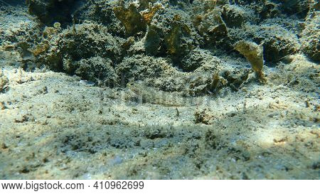 Slender Goby (gobius Geniporus) Undersea, Aegean Sea, Greece, Halkidiki