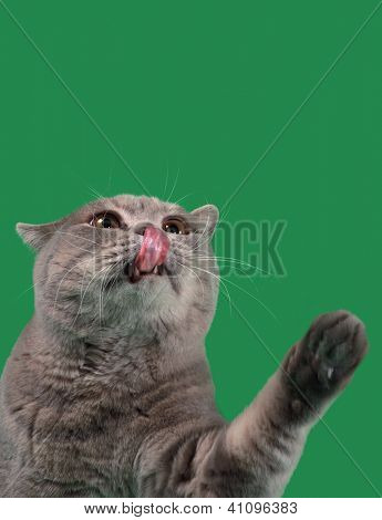 Bedårande brittiska kort hår katt jakten