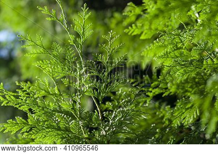 Closeup Fresh Green Branches Of Thuja, Green Background. Thuya Twig Occidentalis, Evergreen Conifero