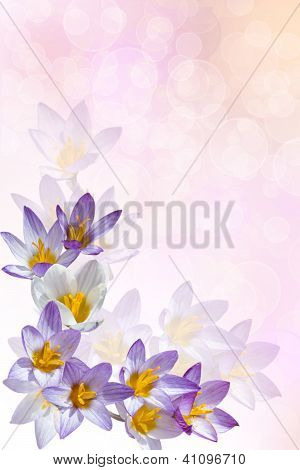 Tło z krokusy