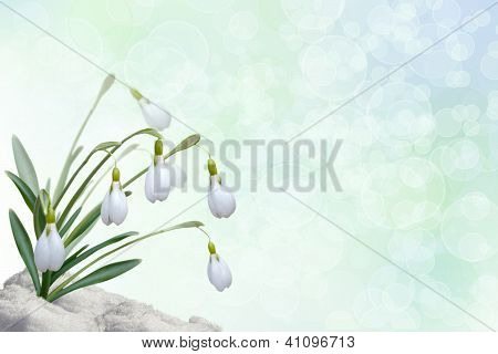 Tło z Przebiśniegi