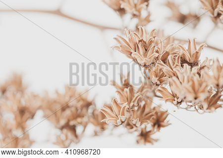 Dry Vintage Bell Shape Romantic Frowers Branch With Light Blur Beige Buds Background Macro