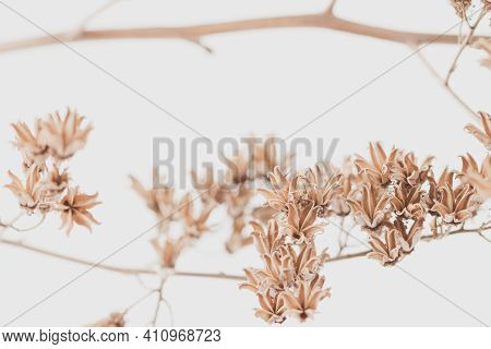Dry Vintage Bell Shape Romantic Bokeh Frowers Branch With Light Background Macro