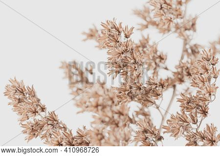 Dry Vintage Bell Shape Romantic Frowers Branch On Light Background Macro