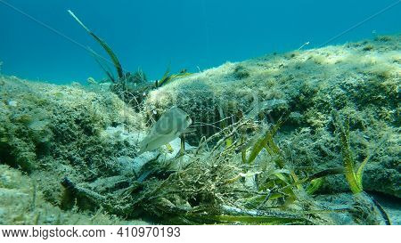 East Atlantic Peacock Wrasse (symphodus Tinca) Undersea, Aegean Sea, Greece, Halkidiki