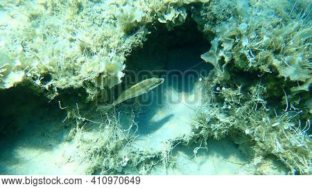 East Atlantic Peacock Wrasse (symphodus Tinca) Undersea, Aegean Sea, Greece, Halkidiki