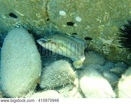 East Atlantic Peacock Wrasse (symphodus Tinca) Undersea, Aegean Sea, Greece, Halkidiki