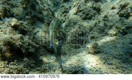 East Atlantic Peacock Wrasse (symphodus Tinca) Undersea, Aegean Sea, Greece, Halkidiki