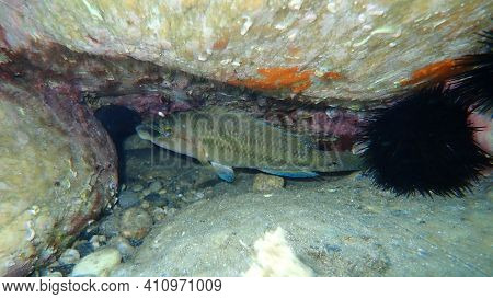 East Atlantic Peacock Wrasse (symphodus Tinca) Undersea, Aegean Sea, Greece, Halkidiki