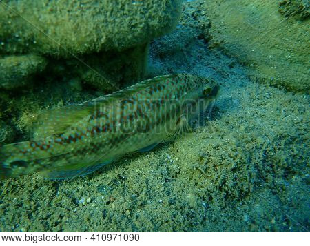 East Atlantic Peacock Wrasse (symphodus Tinca) Undersea, Aegean Sea, Greece, Halkidiki