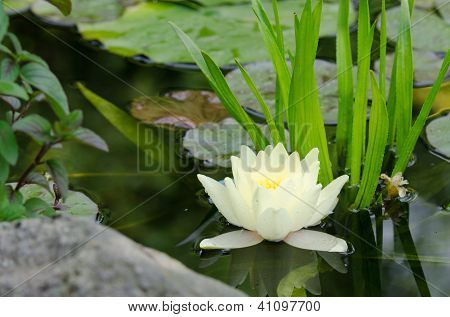 Seerose-Hintergrund