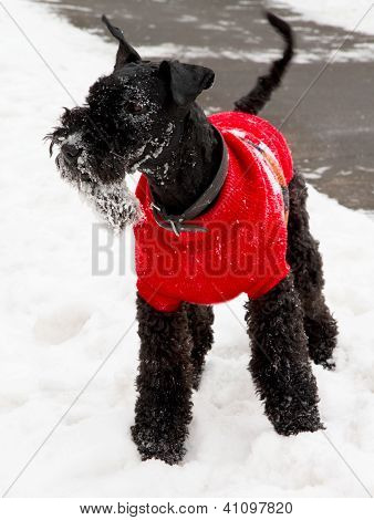 Kerry blue Terrier