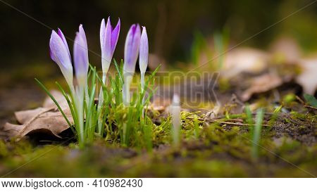 Springtime, The First Crocuses (magnoliopsida) Are Here. Germany