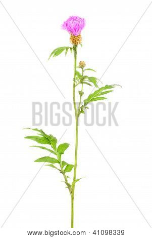 คอร์นฟลาวเวอร์ (centaurea) แยกบนขาวพื้น