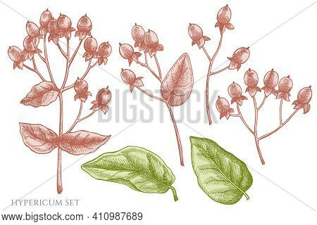 Vector Set Of Hand Drawn Pastel Hypericum Stock Illustration
