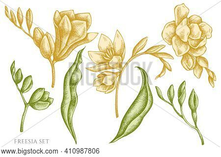 Vector Set Of Hand Drawn Pastel Freesia Stock Illustration